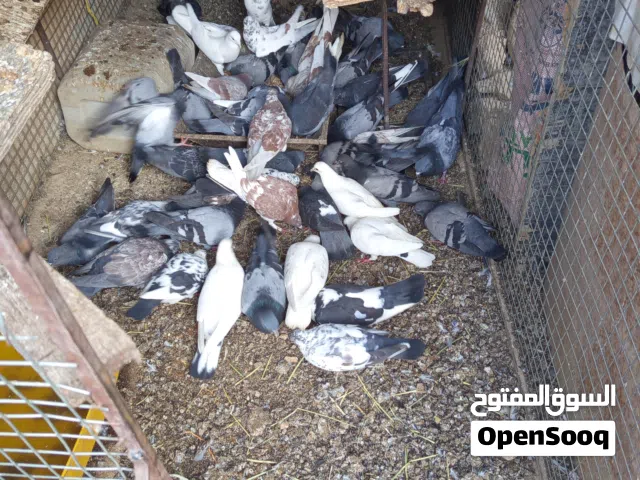 حــــــــــــــــــــــــقم عماني للبيع العدد مفتوح