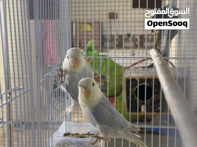 روز زوج اقبل بدل ب بزوج روز ابيض