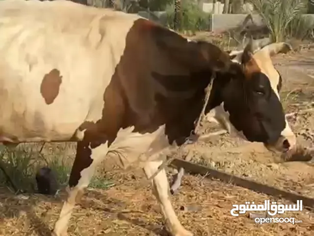 بقره جيرسي نمساوي