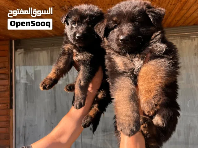 جيرمان شيبارد شو لاين