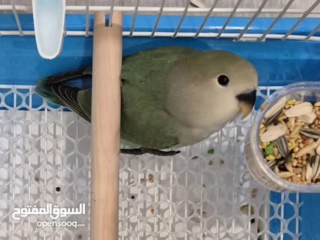 فروخ لوفبيرد وطير حب