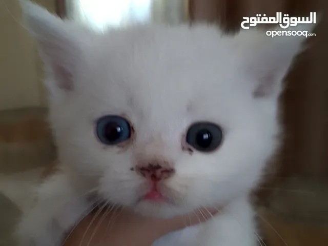 قطط عبارة عن لعب نوع سكوتش