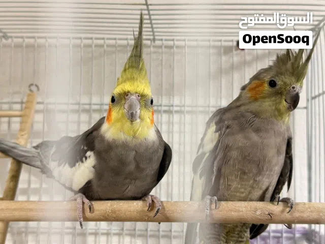 للبيع زوج كروان صحتهم ممنازة