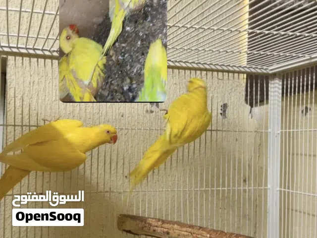 Ringneck pair زوج دره منتج