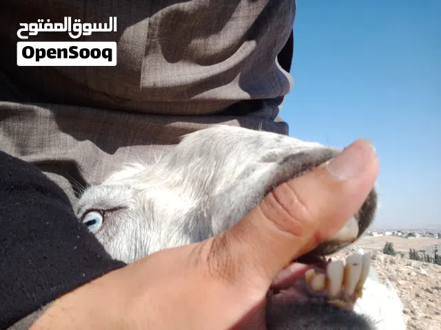 عنز معها شعريه العنز اول ولده الها