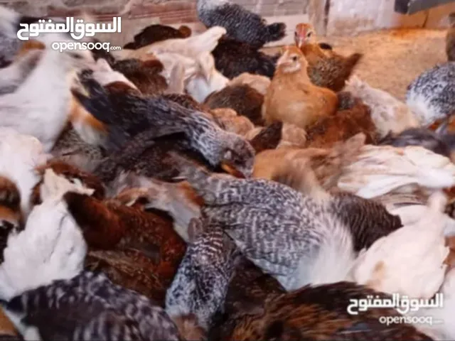 كتموت ربي يبارك. و.
