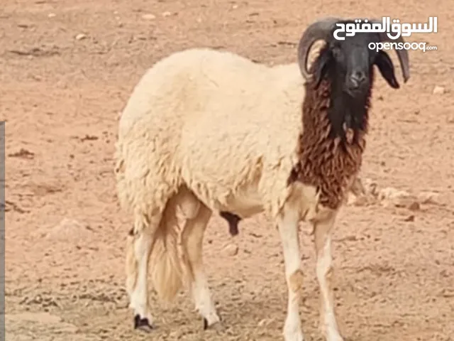 خروف هجين للبيع