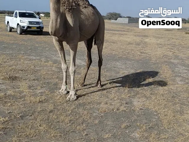 ناقه للبيع شكل طيب