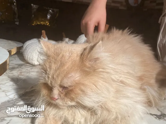 قط شيرازي جاهز لبيتو لجديد منظف معقم عمرو سنة بياكل دراي فود