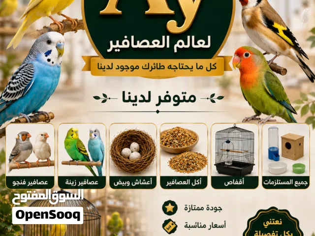 عالم الطيورAy