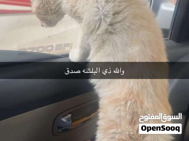 بسه للتبني نوعها سكوتش  فولد ونظيفه وكل شي معها كرت تطعيم ومعها اغراضها لكن غراضها للبيع