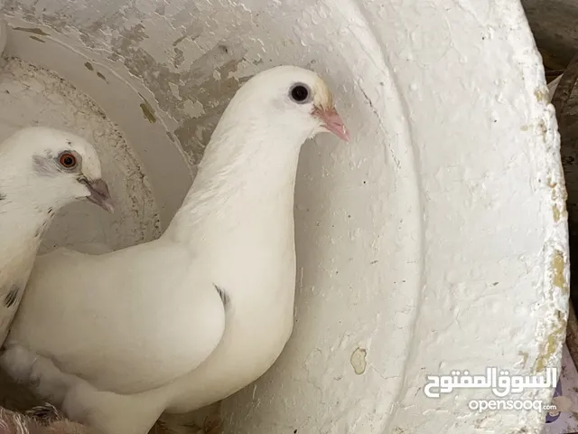 حمام. ا. زززز