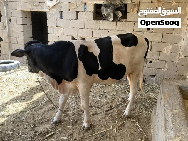عجوله البيع ضحايه