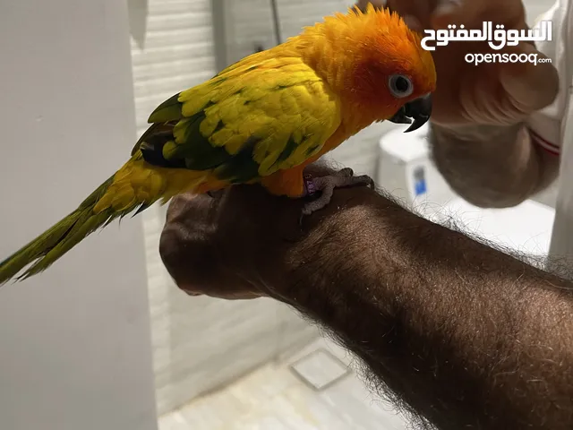 ببغاء صن كنيور للبيع اليف و ممكن ينتج sunconure for sale