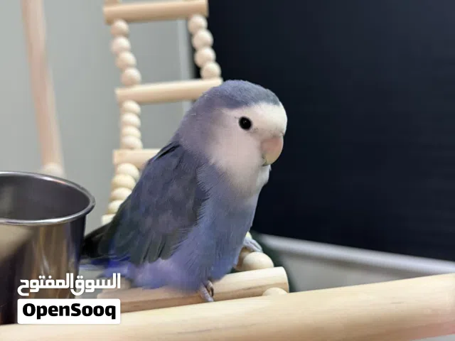 طير روز ازرق مع جميع مستلزماته عاجل