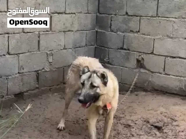 فحل هوشاري