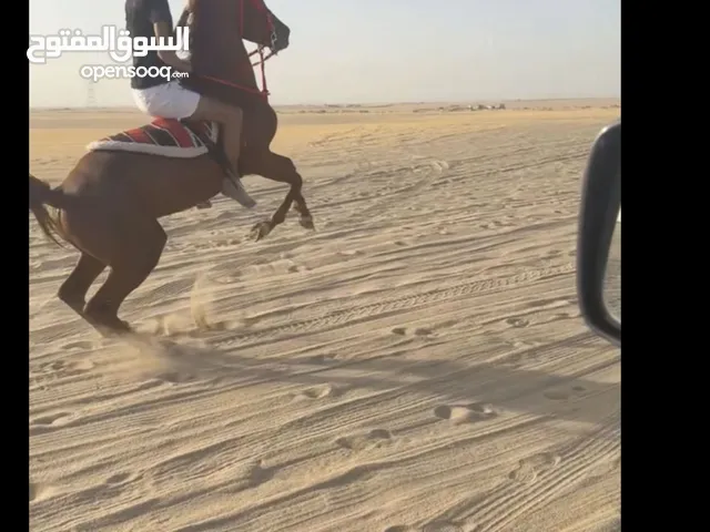 حصان بولش بلدي للبيع