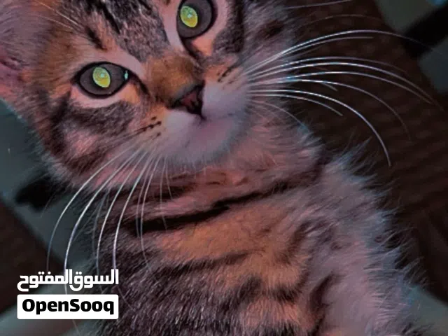 للتبني قطط (for adoption )