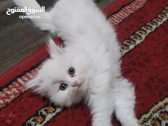 قطه شيرازي صغنونه