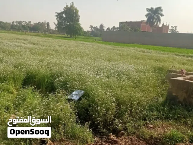 Farm Land for Sale in Giza Oseem