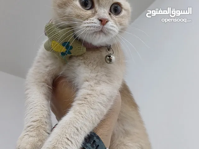 ذكر سكوتش شورت هير لون مميز