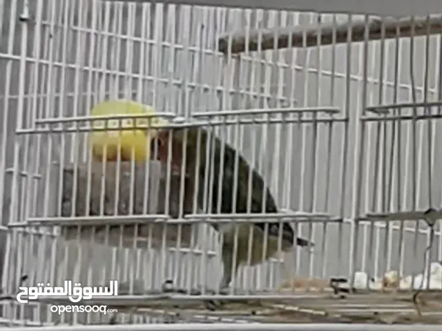 زوج. روز. جاهزين للانتاج صحه ونظافه التواصل للجادين