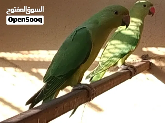 للبيع بغبغاء دره غير معروف الجنس اهم شي شوف الوصف السعر 40 قابل للتفاوض