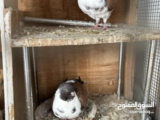 زوجين حمام ملكي جامبو مع قفص كبير فقط مع أكل وأغراضهم بحالة صحية جيدة