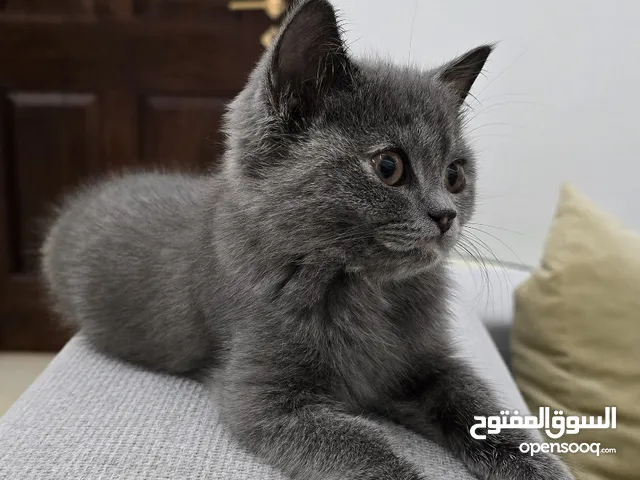 3 month kitten for sale