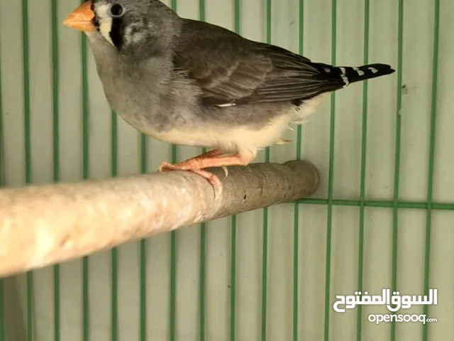 female finches good size