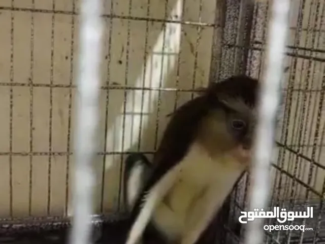 لعشاق التميز والنوادر قرد الايمو واخد جميع التحصينات