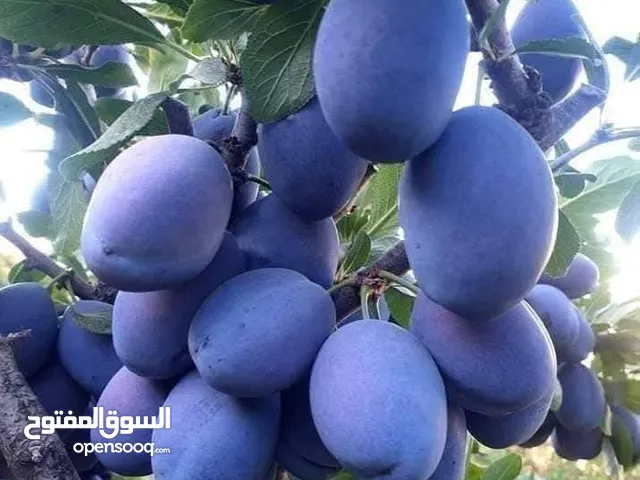 عروض علا جميع أنواع الأشجار اشتري كل 10شجرات واحصل على شجرتين مجاني والتوصيل