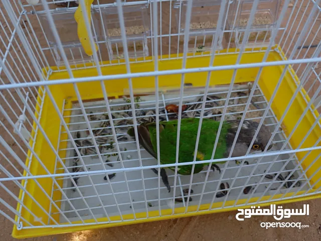 انثى ببغاء سنغالي غلظ وصحه مشاء الله للإستفسار  على الهاتف