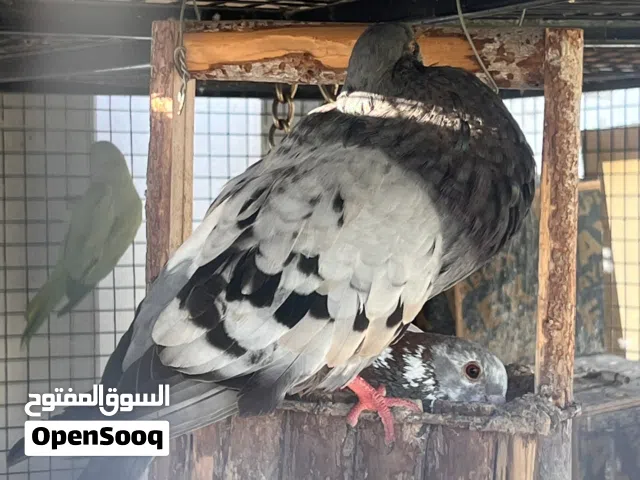 للبيع انثى كركدان الوصف تحت مهم