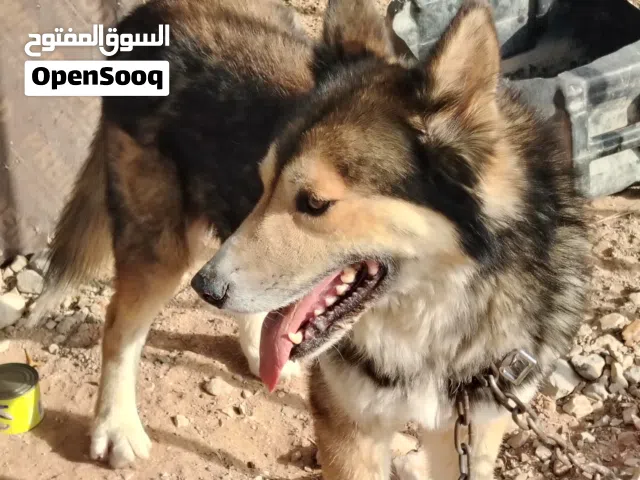 كلب ينفع للحراسه جدا