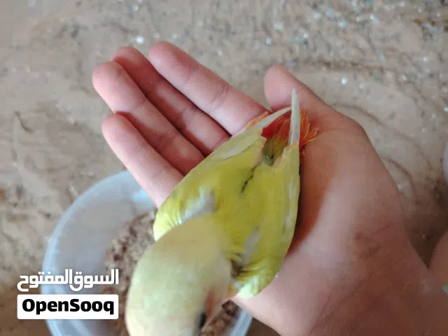 السلام عليكم توفر فرخ بركديلو للترويض اقرا الوصفه