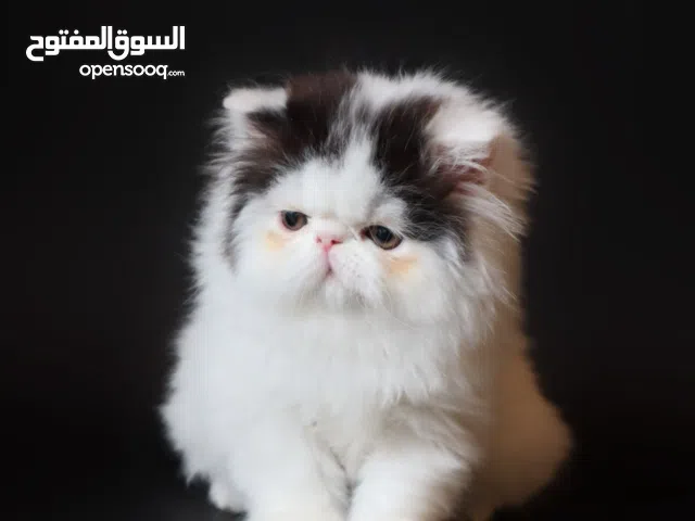 قطط بيرشن بيور