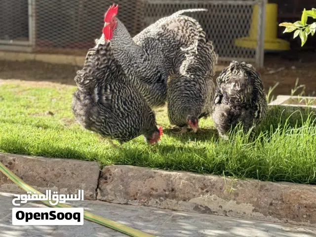 السلام عليكم