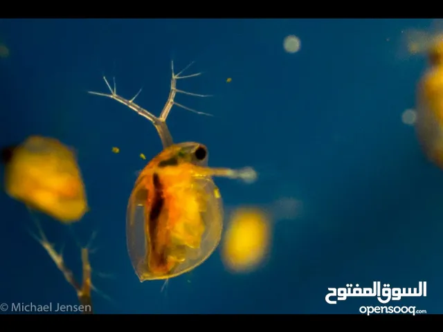 دافينيا حية – الغذاء الطبيعي الأمثل لأسماك الز غنية بالبروتين والفيتامينات لنمو صحي