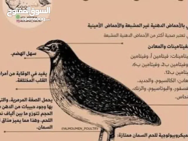 بيض السمان المليء بالفوائدة الكثيرة جدا والعالية مناسب للكبار والأطفال والشباب الرياضين كذلك