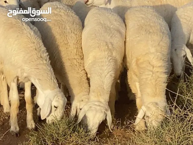 الراس للبيع