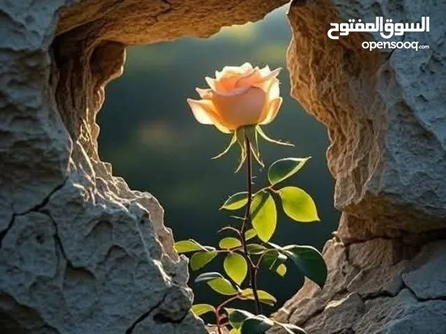 ahmad
