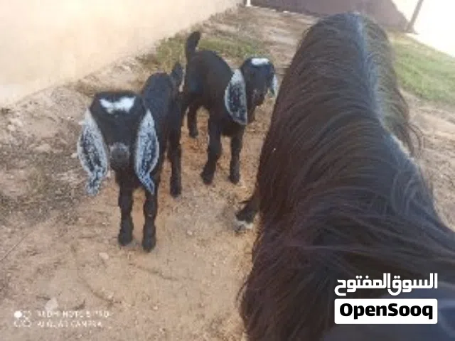 عنز متاومة للبيع