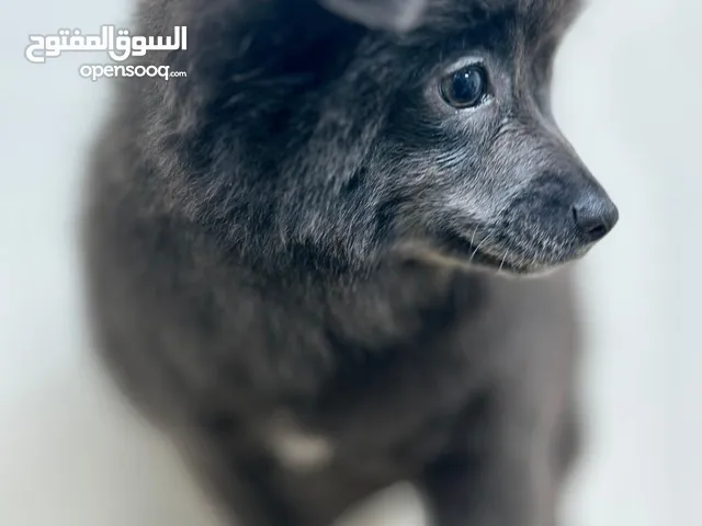 Adorable Black Pomeranian-Chihuahua Mix Puppy – Female