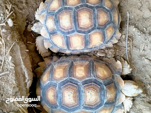 سلاحف السولكاتا العملاقة