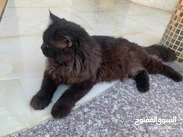 قطط شيرازيات