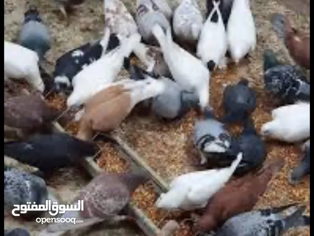 حمام بلدي بصلاتو عنبي