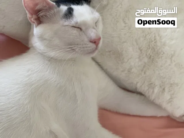 قط للتبني. مستعجل بسبب السفر