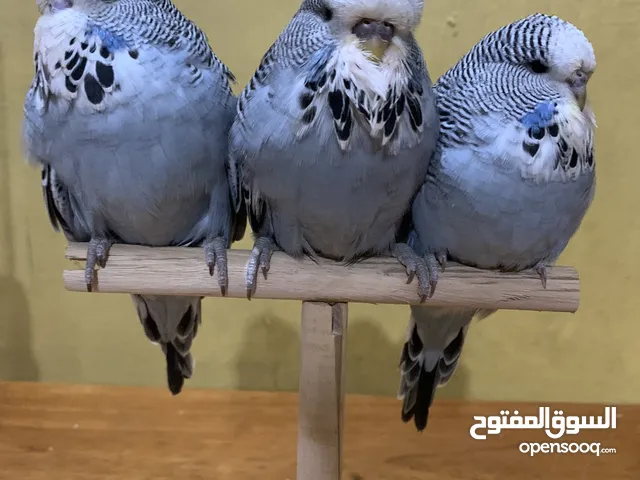 فروخ بادجي انجليزي