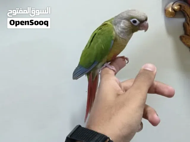للبيع كنيور أليف